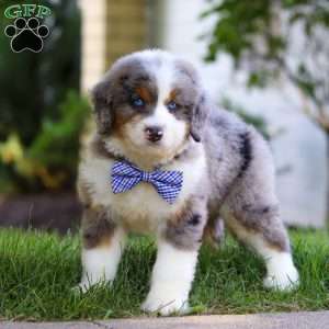 Oliver, Mini Bernedoodle Puppy