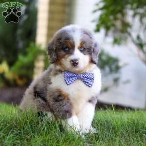 Oliver, Mini Bernedoodle Puppy