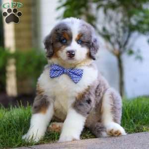 Oliver, Mini Bernedoodle Puppy