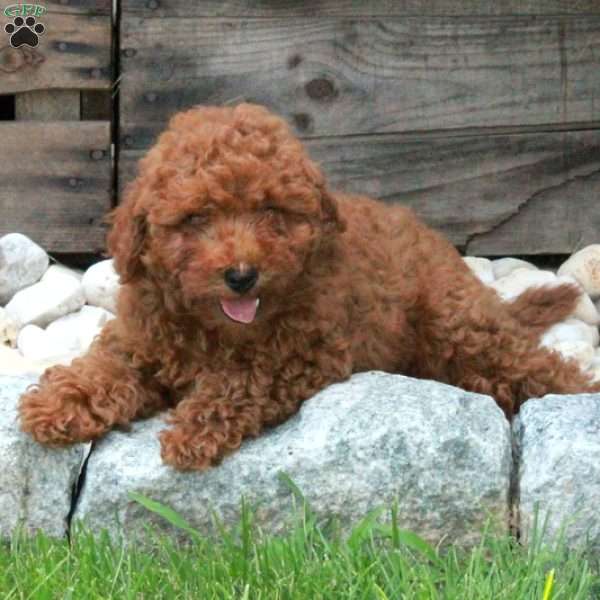 Oliver, Miniature Poodle Puppy