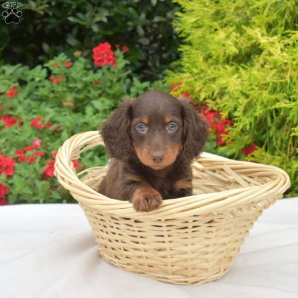 Oliver-Mini, Dachshund Puppy
