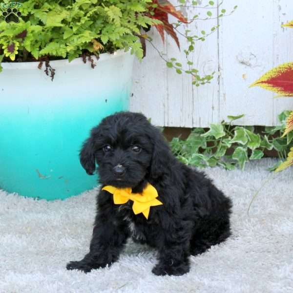 Oliver, Yorkie Poo Puppy