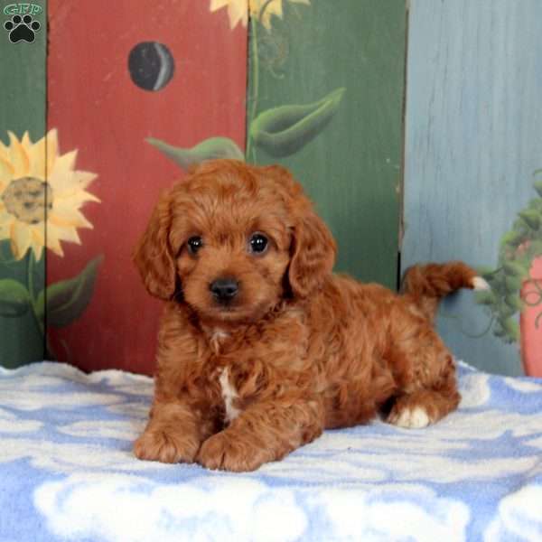 Oliver, Cavapoo Puppy
