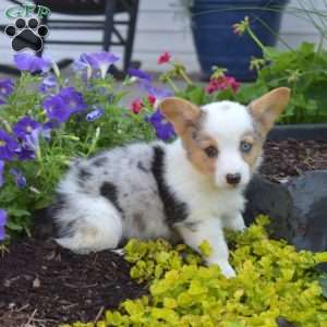 Oliver, Pembroke Welsh Corgi Puppy