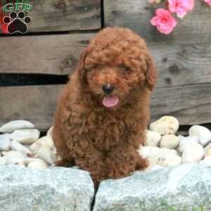 Oliver, Miniature Poodle Puppy