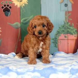 Oliver, Cavapoo Puppy