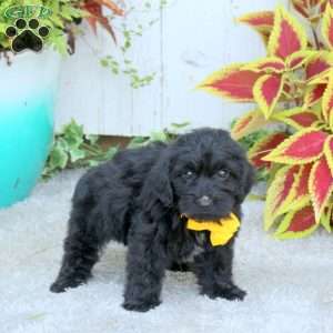 Oliver, Yorkie Poo Puppy