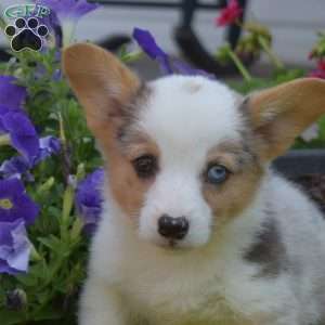 Oliver, Pembroke Welsh Corgi Puppy