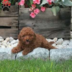 Oliver, Miniature Poodle Puppy