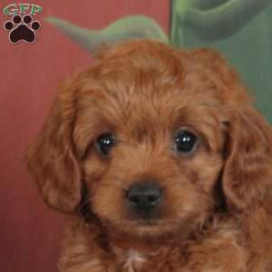 Oliver, Cavapoo Puppy
