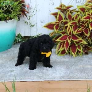 Oliver, Yorkie Poo Puppy