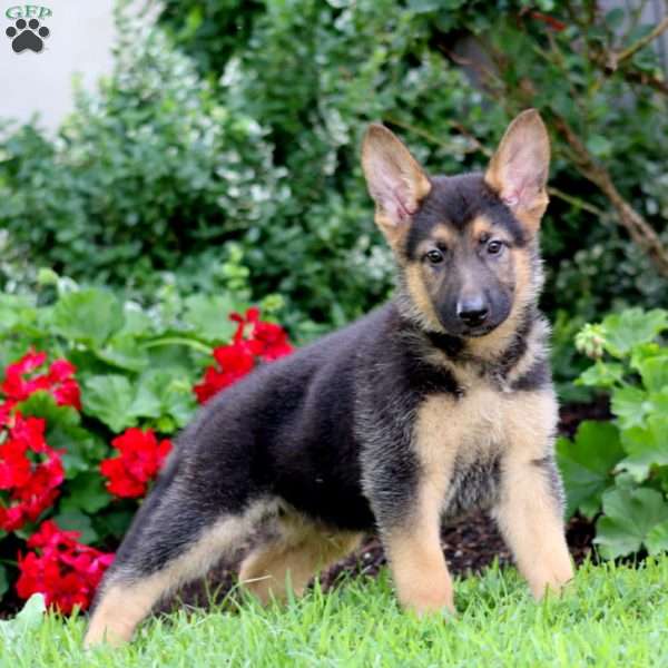 Oliver, German Shepherd Puppy