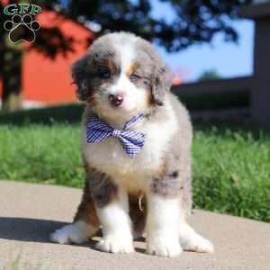Oliver, Mini Bernedoodle Puppy