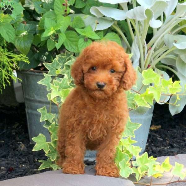 Olivia, Miniature Poodle Puppy
