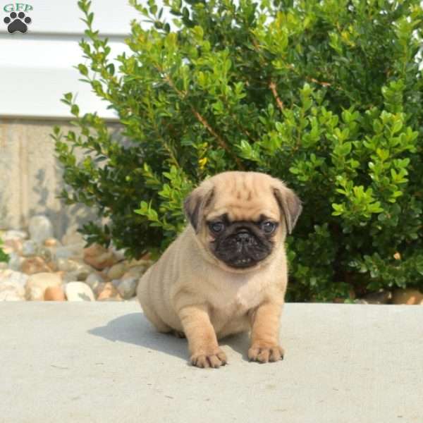 Olivia, Pug Puppy