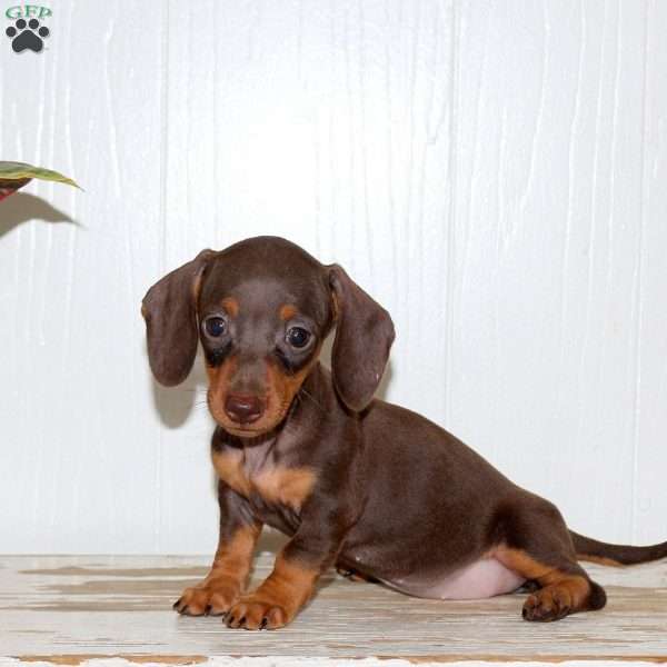 Olivia, Dachshund Puppy