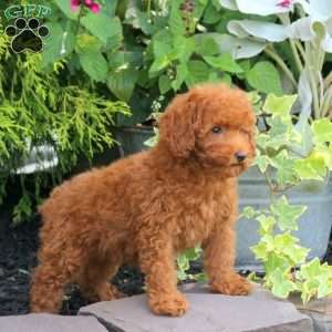 Olivia, Miniature Poodle Puppy