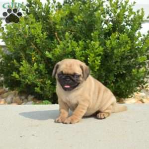 Olivia, Pug Puppy