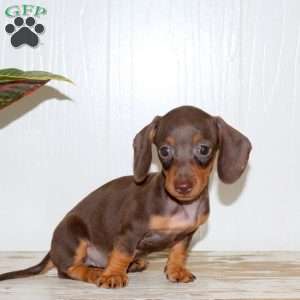 Olivia, Dachshund Puppy