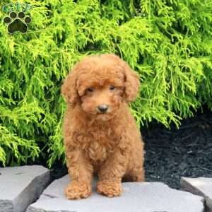 Olivia, Miniature Poodle Puppy