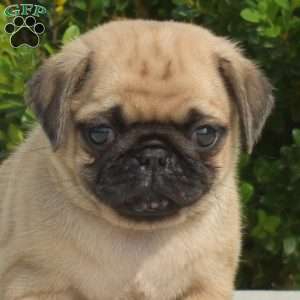 Olivia, Pug Puppy