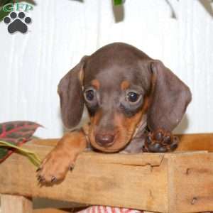 Olivia, Dachshund Puppy