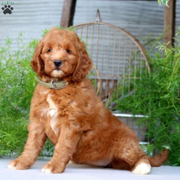 Olivia, Goldendoodle Puppy