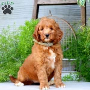 Olivia, Goldendoodle Puppy