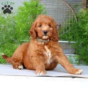 Olivia, Goldendoodle Puppy