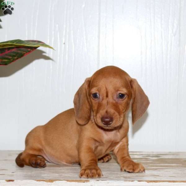 Ollie, Dachshund Puppy