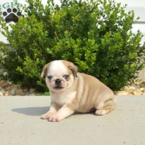 Ollie, Pug Puppy