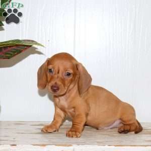 Ollie, Dachshund Puppy