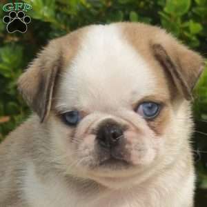 Ollie, Pug Puppy