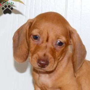 Ollie, Dachshund Puppy