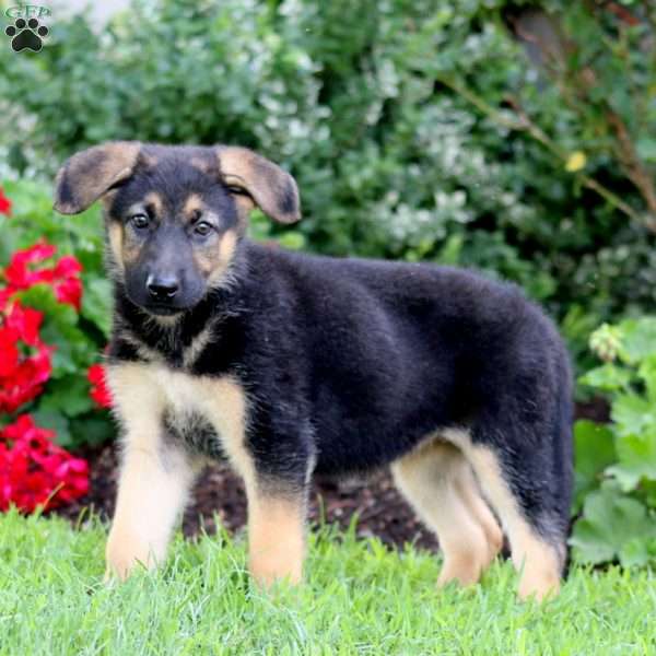Ollie, German Shepherd Puppy