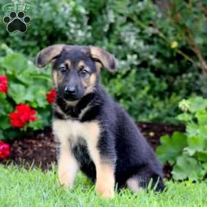 Ollie, German Shepherd Puppy