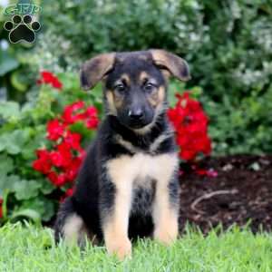 Ollie, German Shepherd Puppy