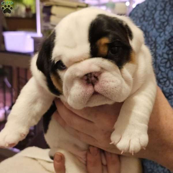 Ollie, English Bulldog Puppy