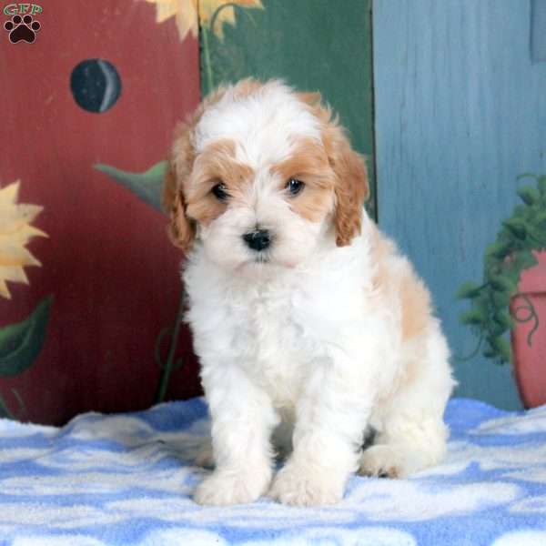 Opal, Cavapoo Puppy