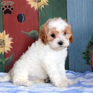 Opal, Cavapoo Puppy