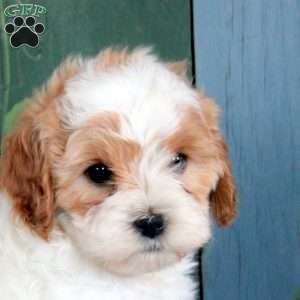 Opal, Cavapoo Puppy