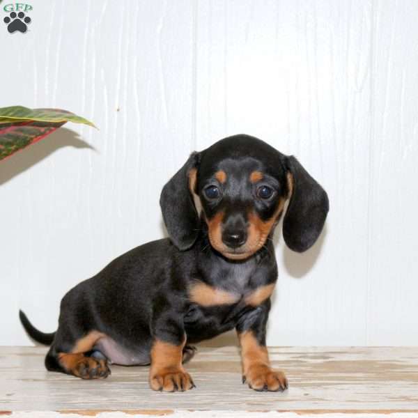 Ophelia, Dachshund Puppy