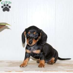 Ophelia, Dachshund Puppy