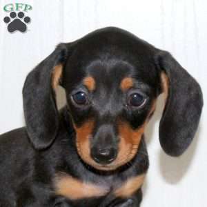 Ophelia, Dachshund Puppy