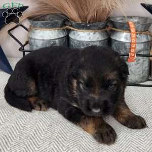 Brutus, German Shepherd Puppy