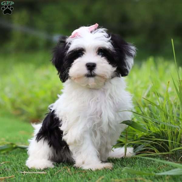 Oreo, Havanese Puppy