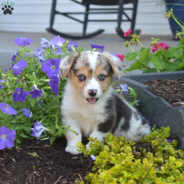 Oreo, Pembroke Welsh Corgi Puppy