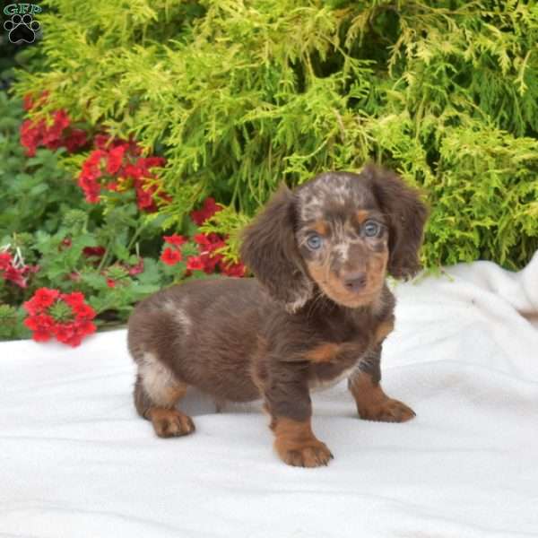 Oreo-Mini, Dachshund Puppy