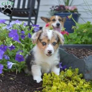 Oreo, Pembroke Welsh Corgi Puppy