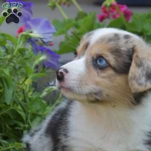 Oreo, Pembroke Welsh Corgi Puppy